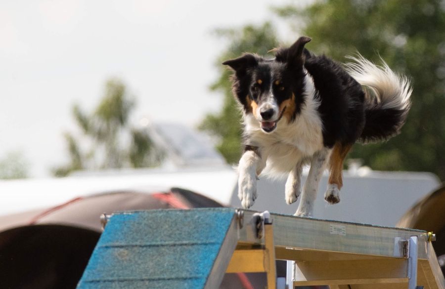 Agility-Impressionen 2019