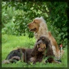 Bannerfoto