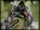 Bannerfoto