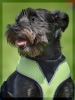 Bannerfoto