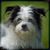 Bannerfoto