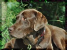 Bannerfoto