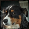 Bannerfoto