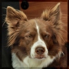 Bannerfoto