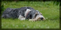 Bannerfoto